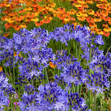 Agapanthus Nothern Star 1