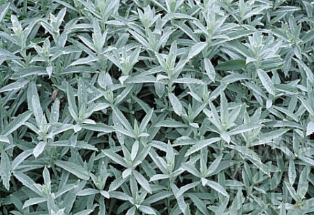 Artemisia Silver Queen