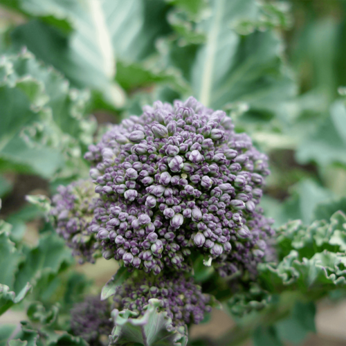 Broccoli Purple Sprouting 1