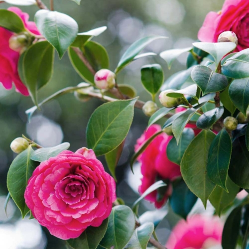 Camellia Japonica Pink Red 1