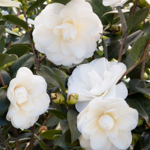 Camellia Japonica White 1