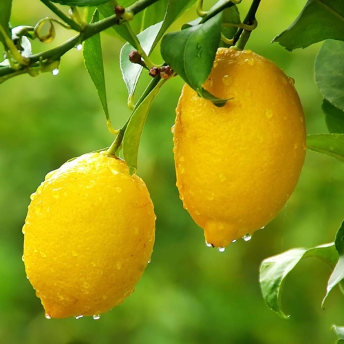 Citrus Lunario Limon 1