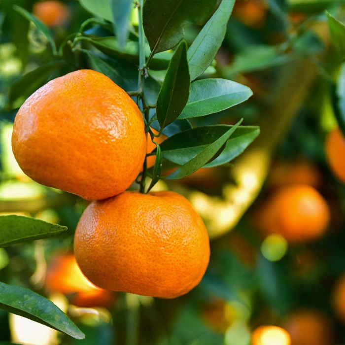 Citrus Tangerine 1