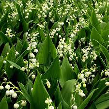Convallaria Majalis Lilly On The Valley 1