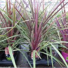 Cordyline Australis Can Can 1