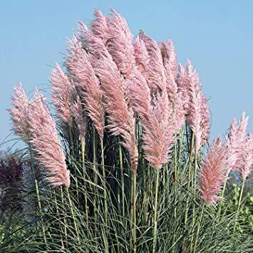 Cortaderia Selloana Pink Feather 1