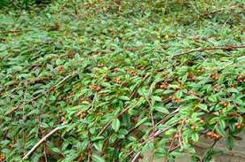 Cotoneaster Repens