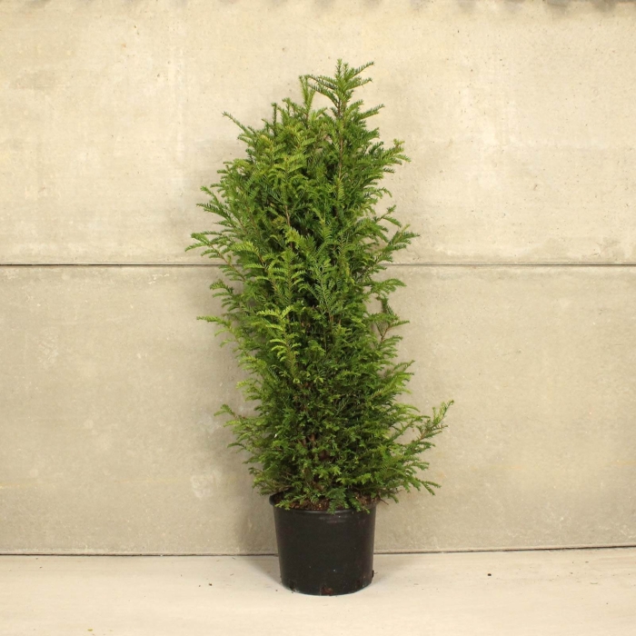 English Yew Taxus Baccata Pot Grown 120 150 15L
