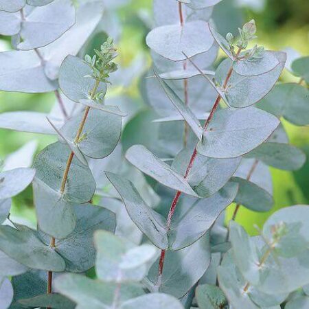 Eucalyptus Gunii 3