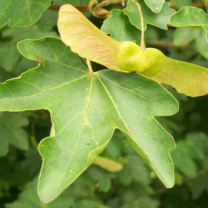 Field Maple Acer Campestre Winged Seed 1