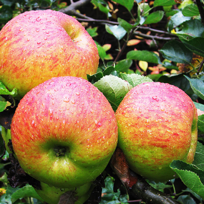 Fruit Trees - Malus Domestica - Bramley Apple