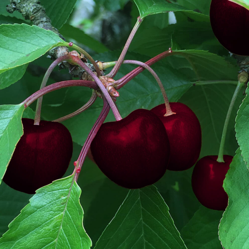 Prunus Avium - Early Rivers - Cherry