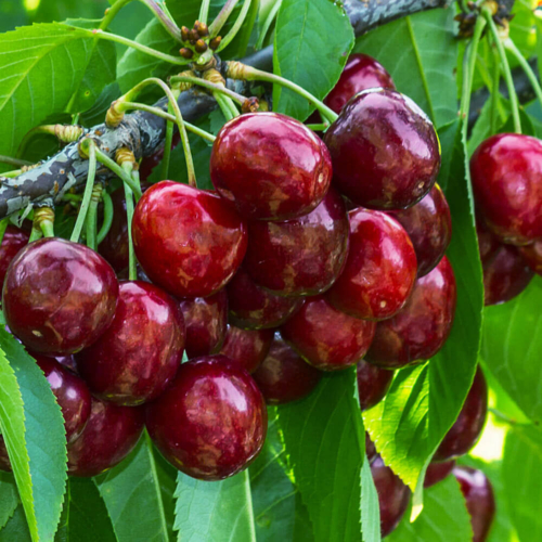 Prunus Avium - Stella - Cherry
