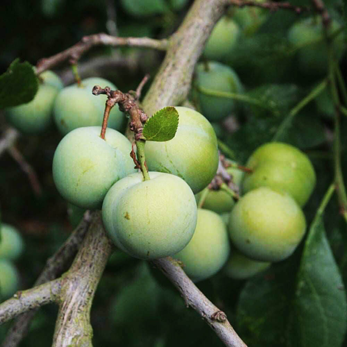 Prunus Domestica - Greengage