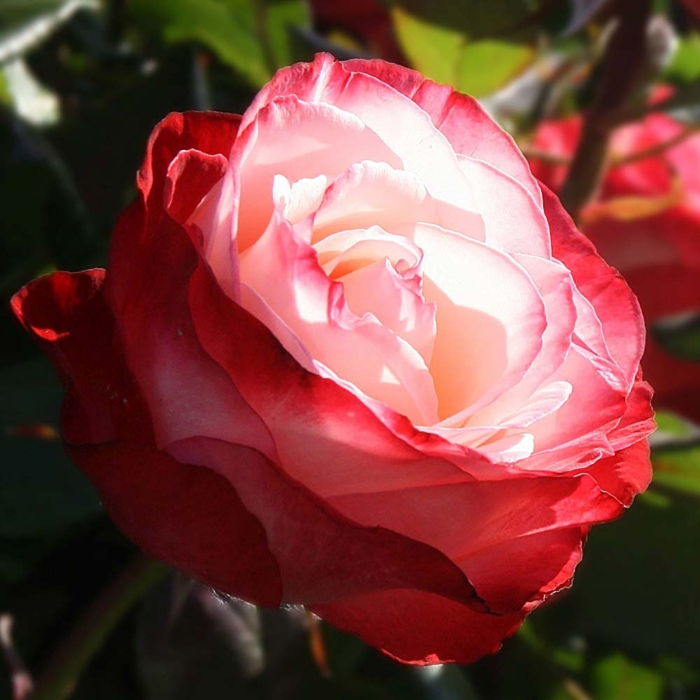 Hybrid Tea Rose Rose Nostalgia 1