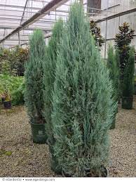 Juniperus Blue Arrow 1 1