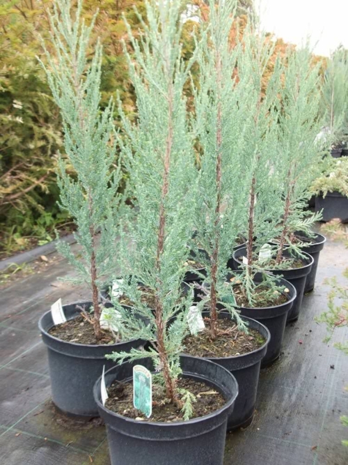 Juniperus Scopulorum Blue Arrow 1