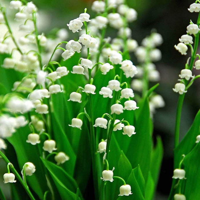 Lilly Of The Valley Convallaria Majalis 1