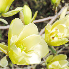 Magnolia Butterflies 1