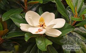 Magnolia Grandiflora 1