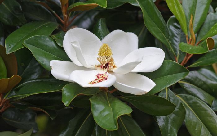 Magnolia Grandiflora 2
