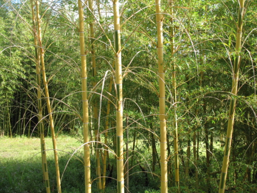 Moso Bamboo Phyllostachys Edulis 1
