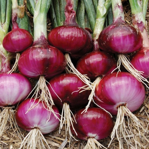Onion Sets Red Baron 1