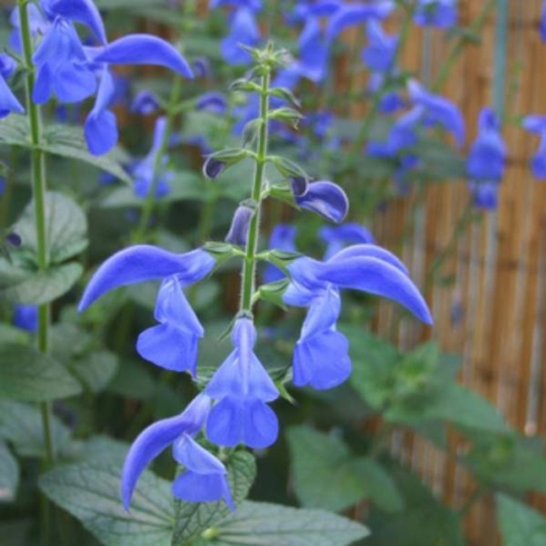 Perennial Salvia Dark Blue 1
