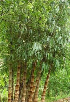Phyl Decora Bambusa 1
