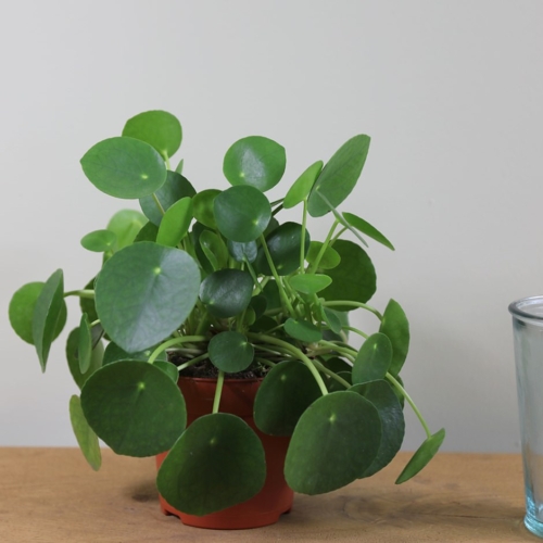 Pilea Peperomioides Chinese Money Plant