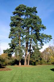 Pinus Sylvestris Scots Pine 1