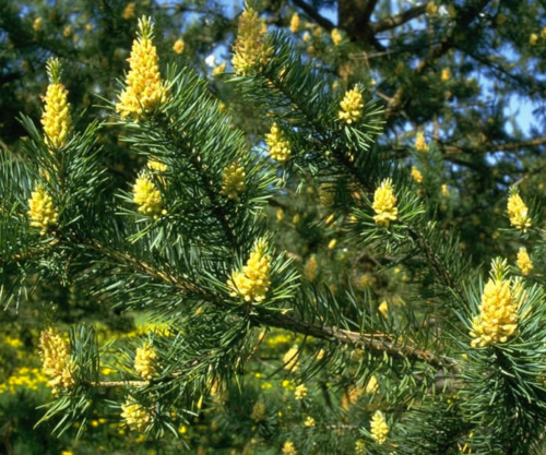 Pinus Sylvestris Flowers 1