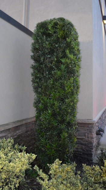 Podocarpus Column 1