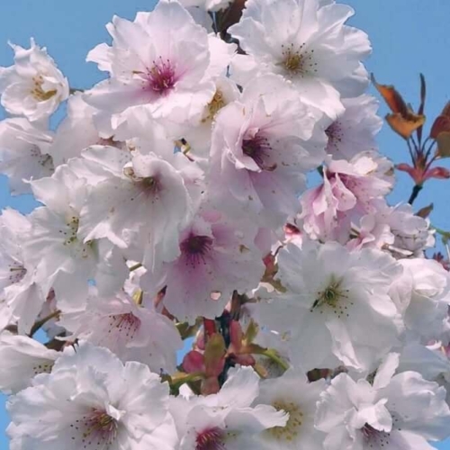 Prunus Fragrant Cloud 1