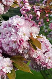 Prunus Pink Perfection