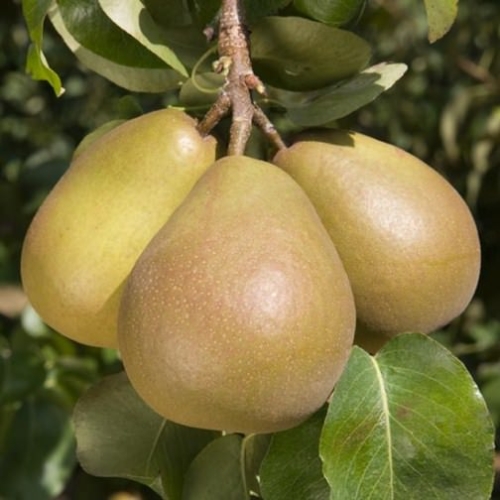Pyrus Communis Pear Beurre Hardy 1