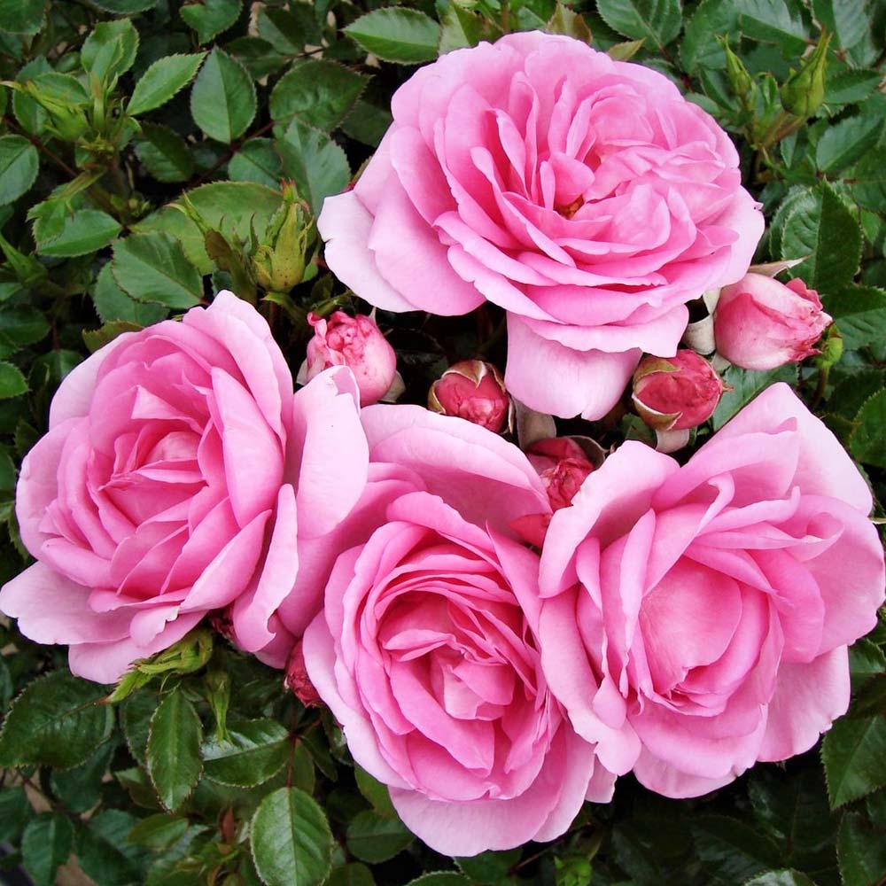 Pink Roses Mum in A Million Rose Mum in A Million Rose Bush