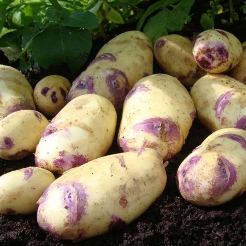Seed Potato - Kestrel