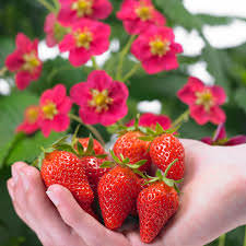 Strawberry Toscana