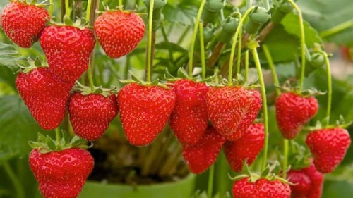 Strawberrys 1 1