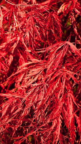 Acer Palmatum Crimson Queen Foliage