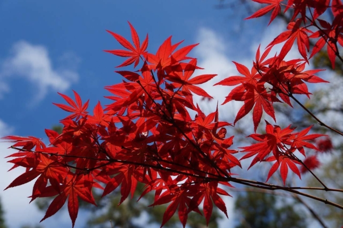 Acer Palmatum Japanese Maple Bloodgood 5 Seeds Bonsai Or Garden 2834 P 1