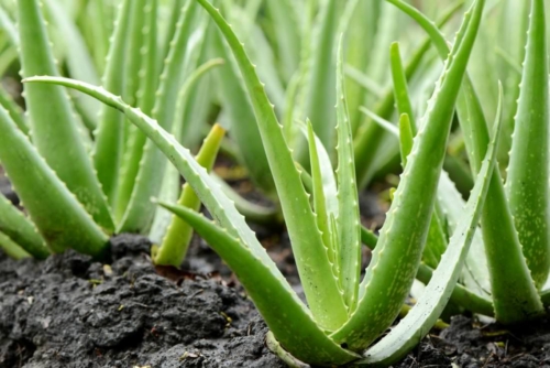 Aloe Vera Plants 3