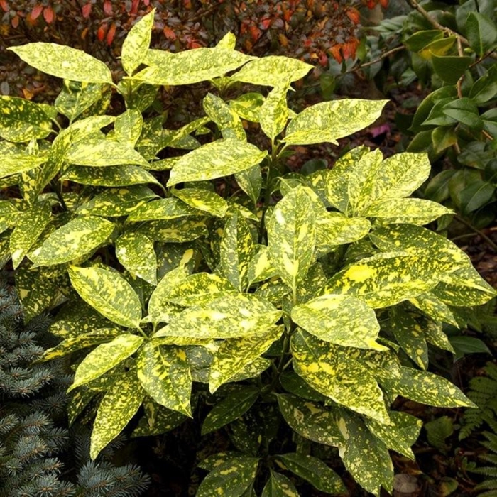 Aucuba Japonica Crotonifolia 750X750 3