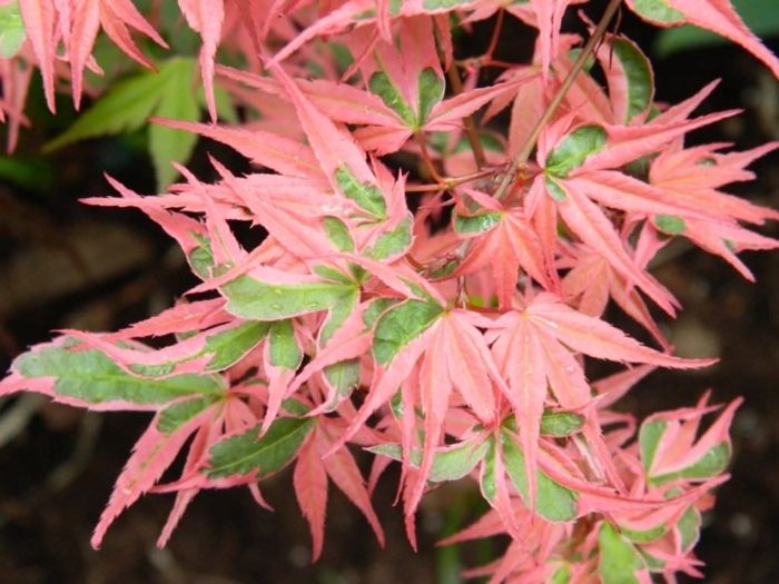 Pink Green Acer Web 1