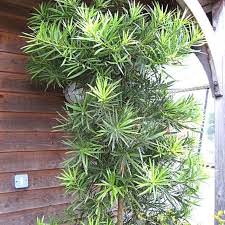 Podocarpus Macrophyllius 1