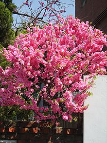 Prunus Triloba 1