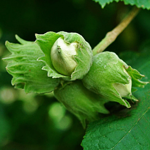 Corylus Avellana - Common Hazel with Nuts