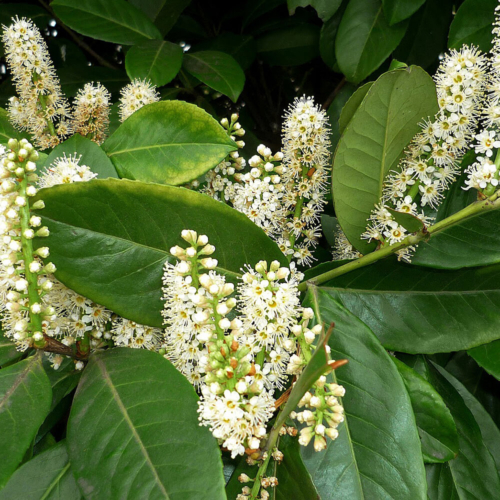 Prunus Laurocerasus - Cherry Laurel