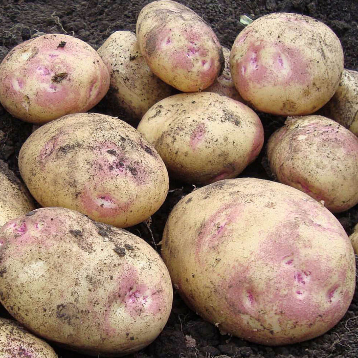 Seed Potato - Cara